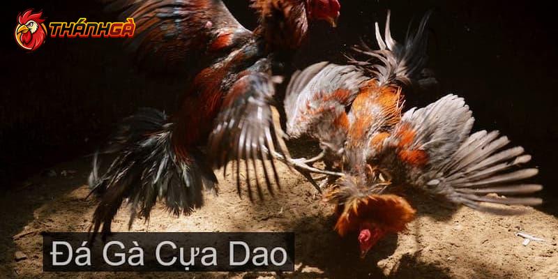 Sơ lược về đá gà cựa dao cho tân thủ