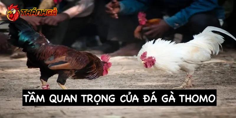 Lý do vì sao bộ môn chọi gà Thomo lại quan trọng