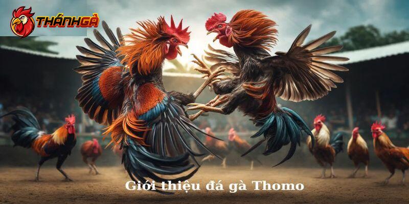 Sơ lược về bộ môn đá gà Thomo