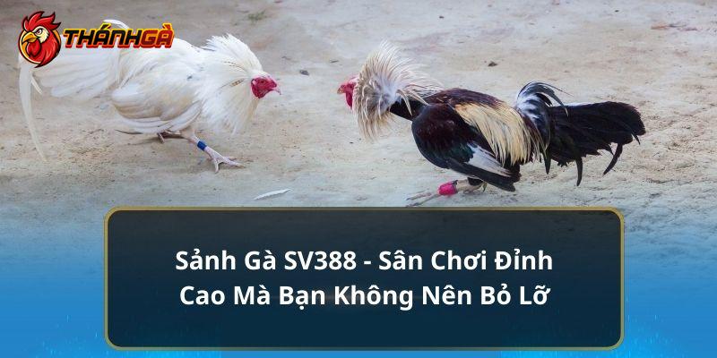 sảnh gà sv388