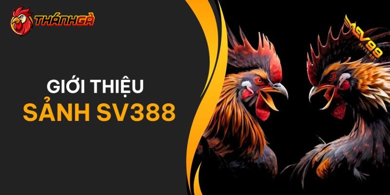 Tìm hiểu sâu sắc về sân chơi chọi gà SV388